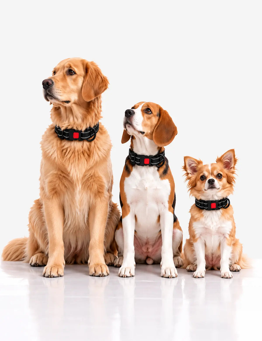 High quality, soft padded collars are offered by Luxrypaw in Small medium and large sizes.