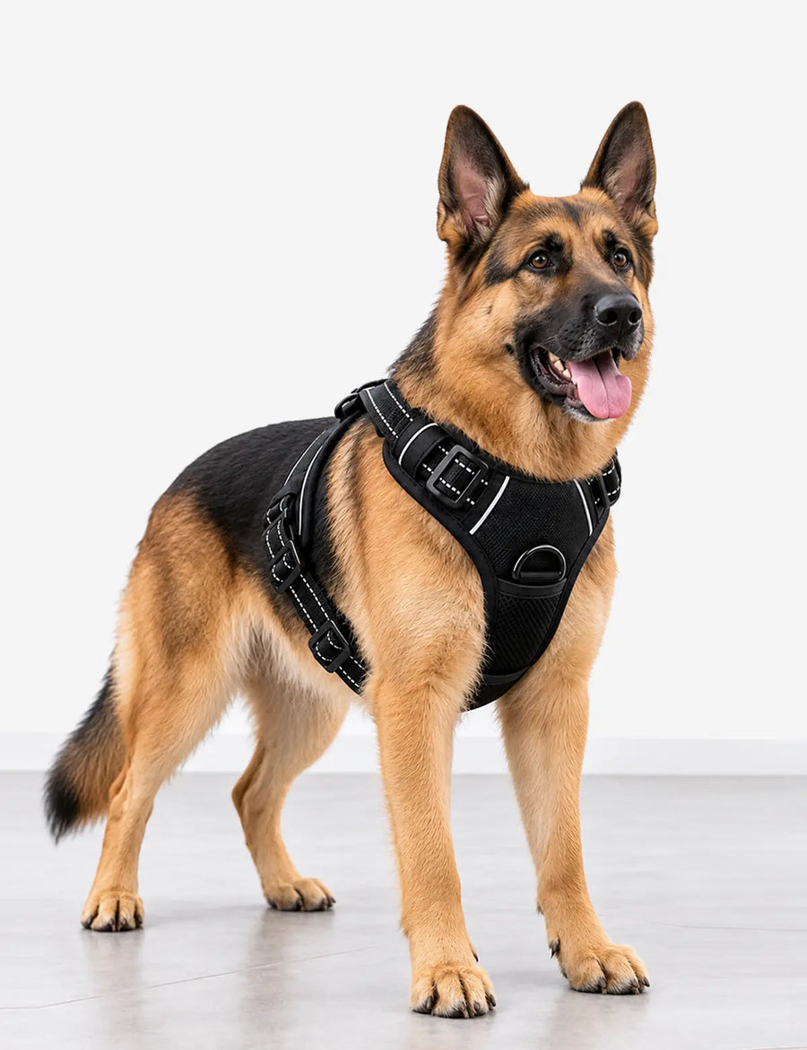 A German Shepherd dog wearing a black dog harness with reflective stitching, standing on a light gray floor against a white studio background.