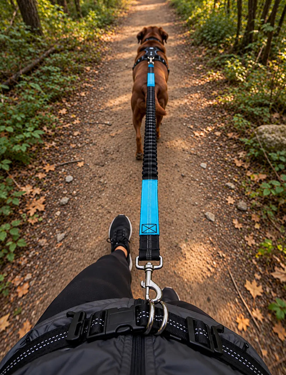 blue LuxryPaw hands-free bungee dog leash with dual handles and waist belt attached to a person walking a dog on a trail